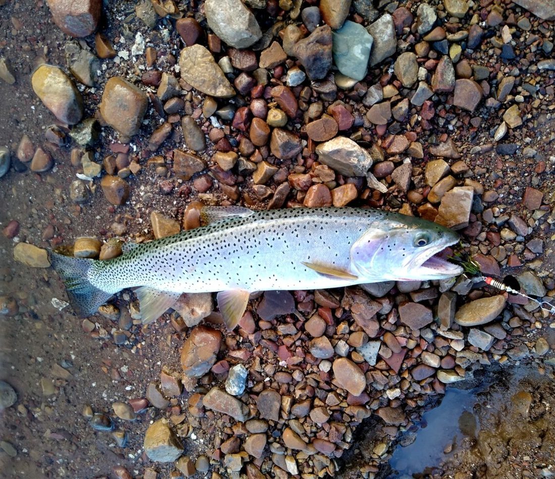 Bonneville Cutthroat Trout reference