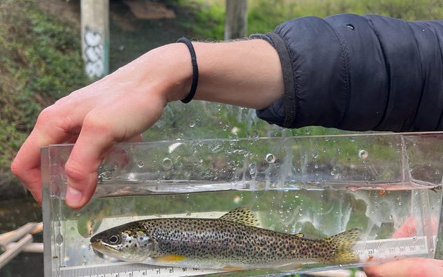 Cutthroat Trout reference