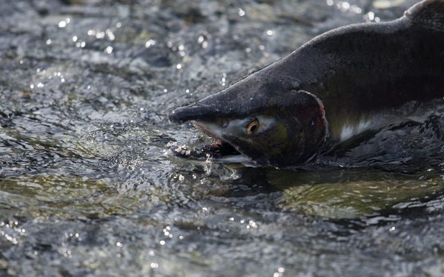 Pink Salmon reference