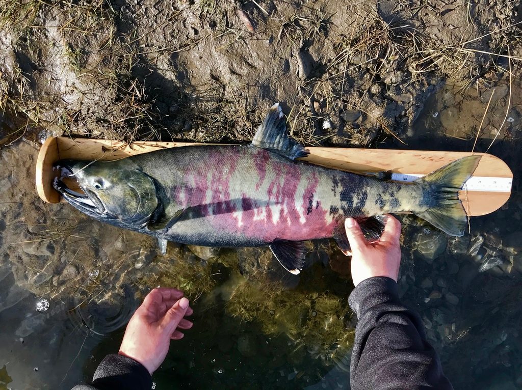 Chum Salmon reference