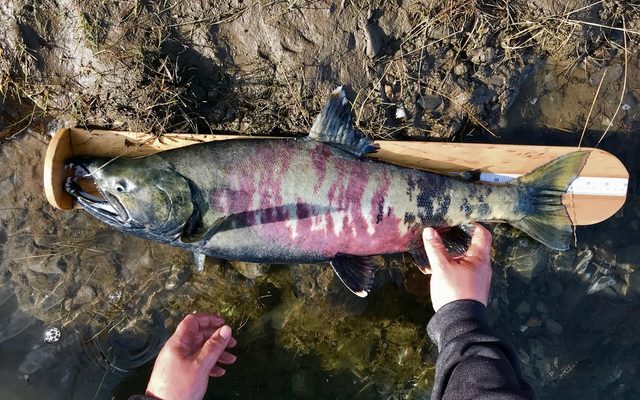 Chum Salmon reference