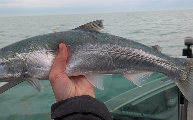 Coho Salmon reference