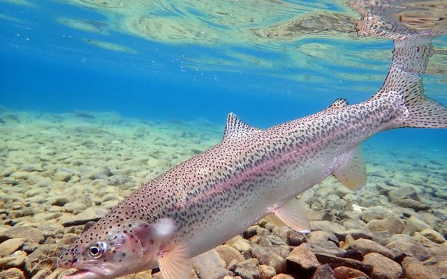 Steelhead Trout reference
