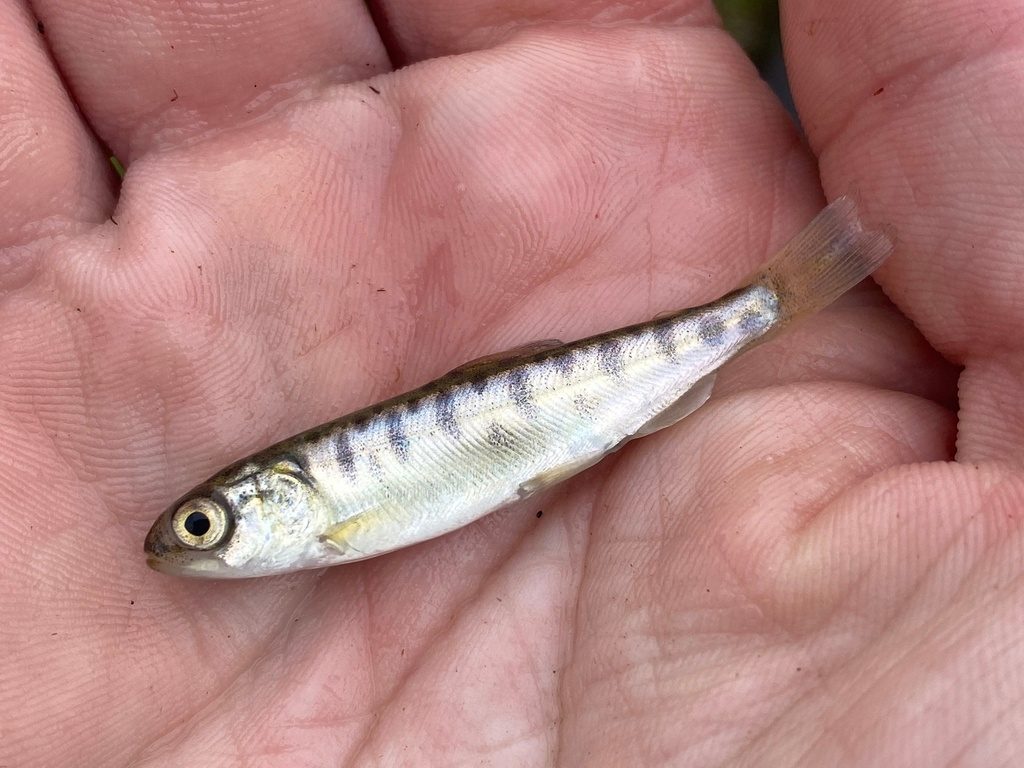 Sockeye Salmon reference