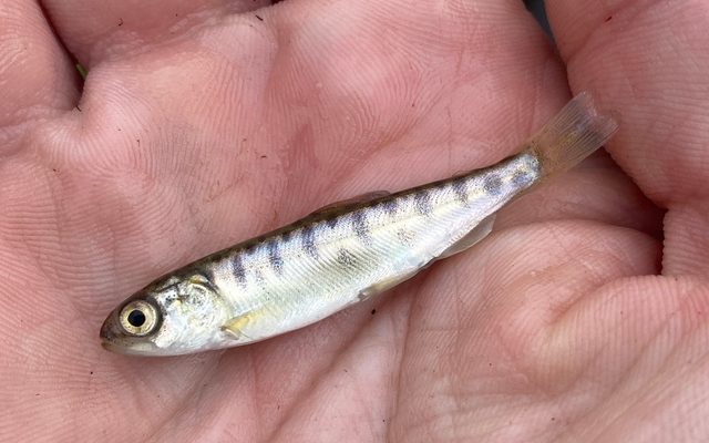 Sockeye Salmon reference