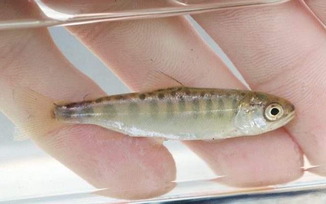 Chinook Salmon reference