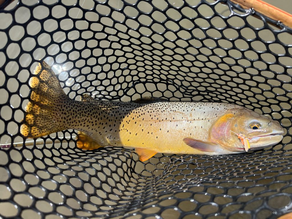 Rio Grande Cutthroat Trout reference