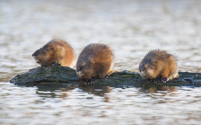 Muskrat reference