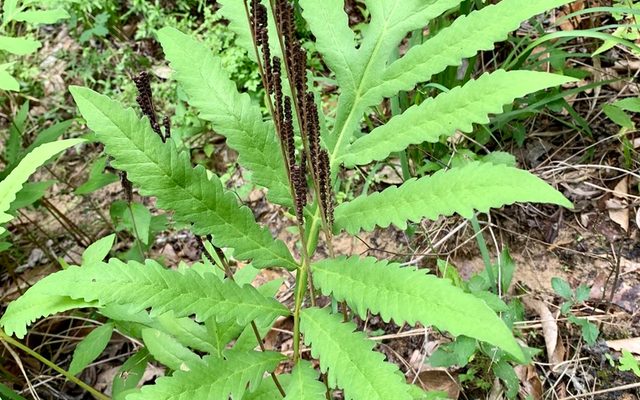 Sensitive Fern reference