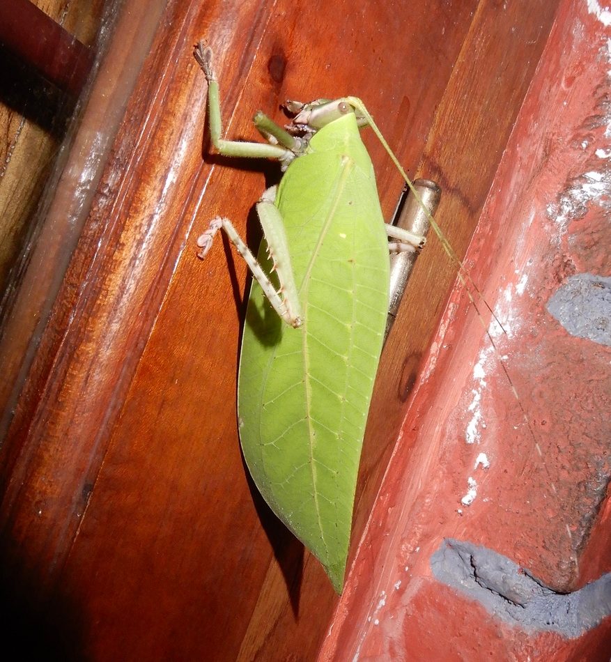 Onomarchus uninotatus reference