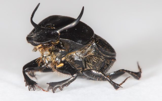 Taurus Dung Beetle reference