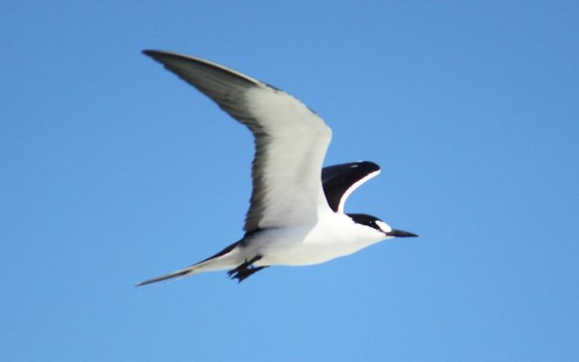 Sooty Tern reference