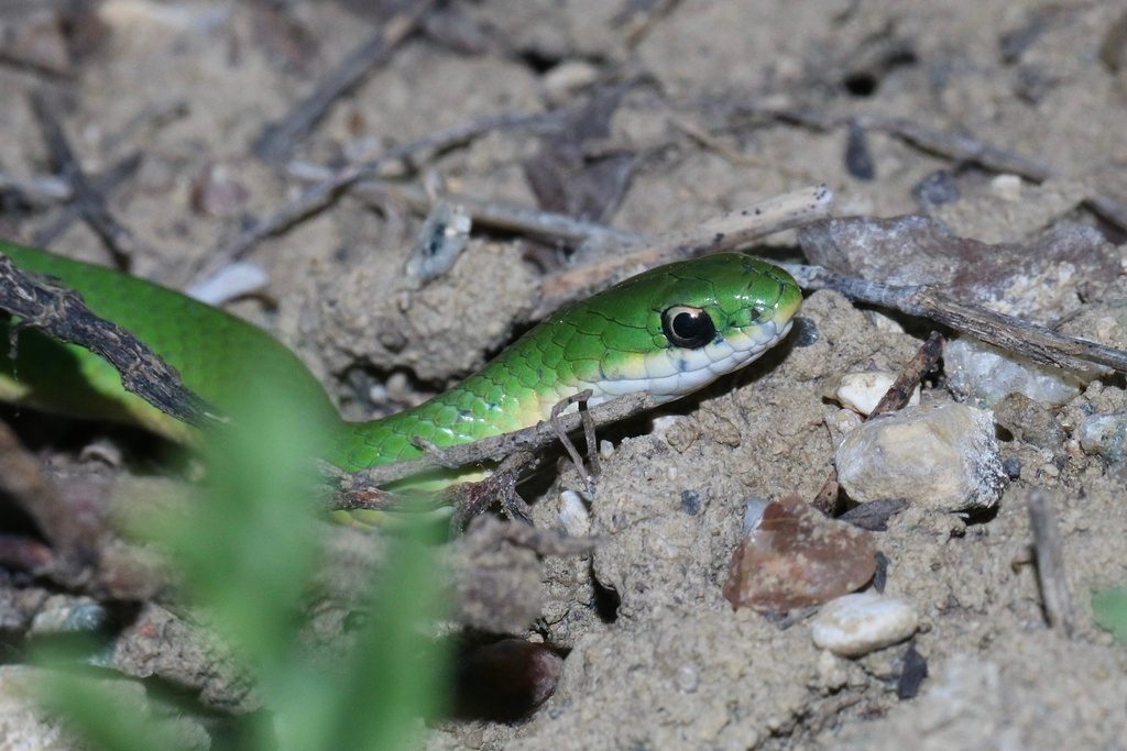 Smooth Green Snake reference