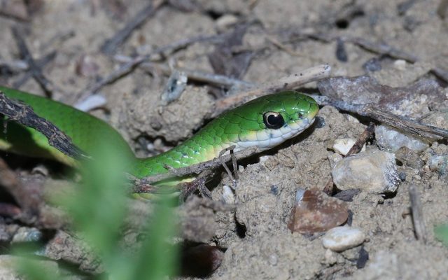 Smooth Green Snake reference