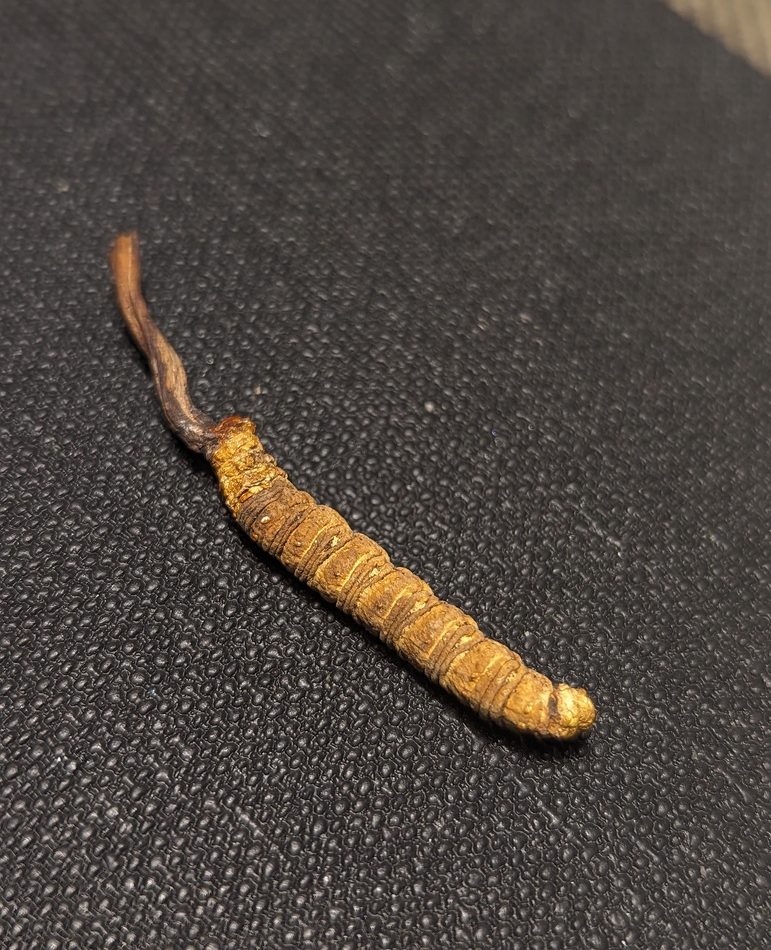 Golden Caterpillar Fungus reference