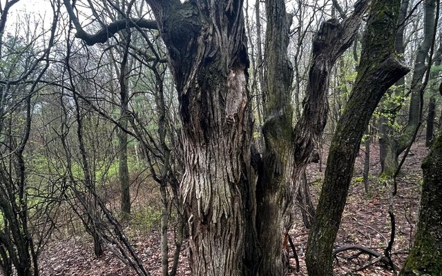 Butternut Canker Fungus reference