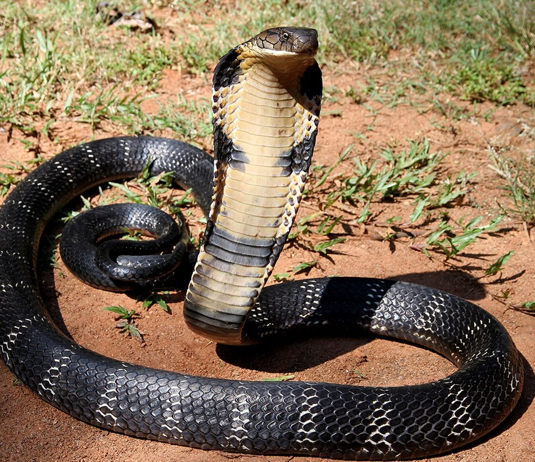 King Cobra reference