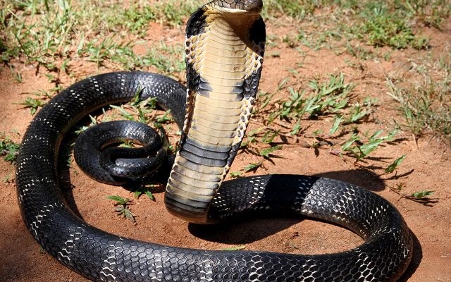 King Cobra reference