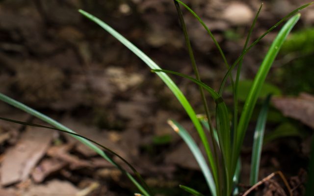 Mondo Grass reference