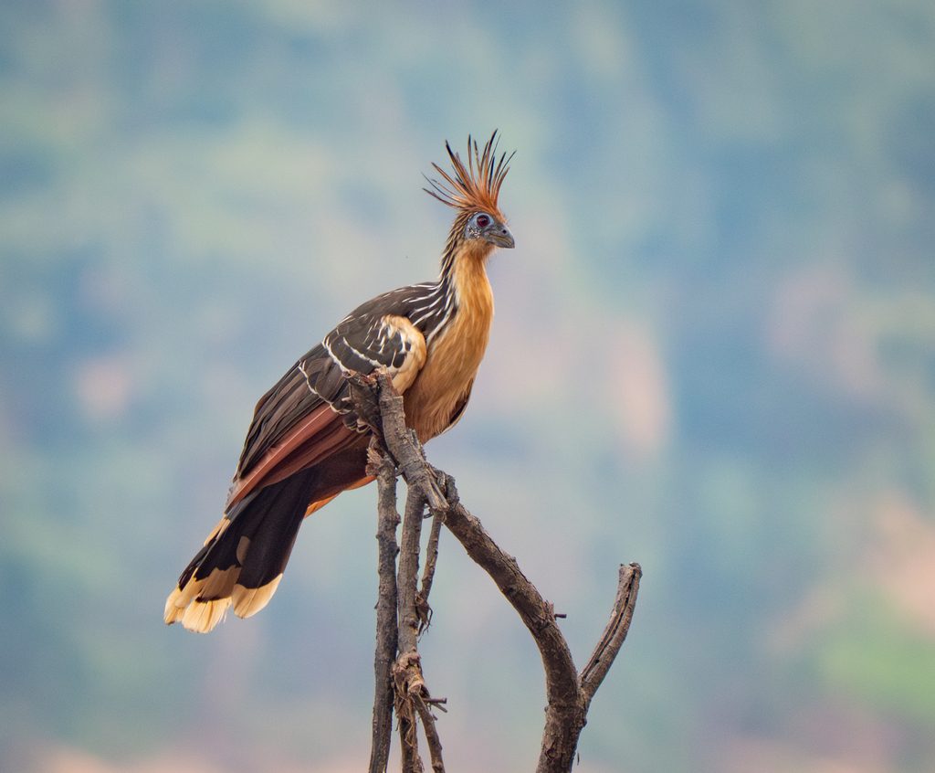Hoatzin reference