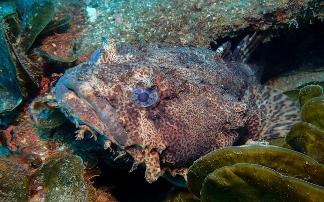 Oyster Toadfish reference