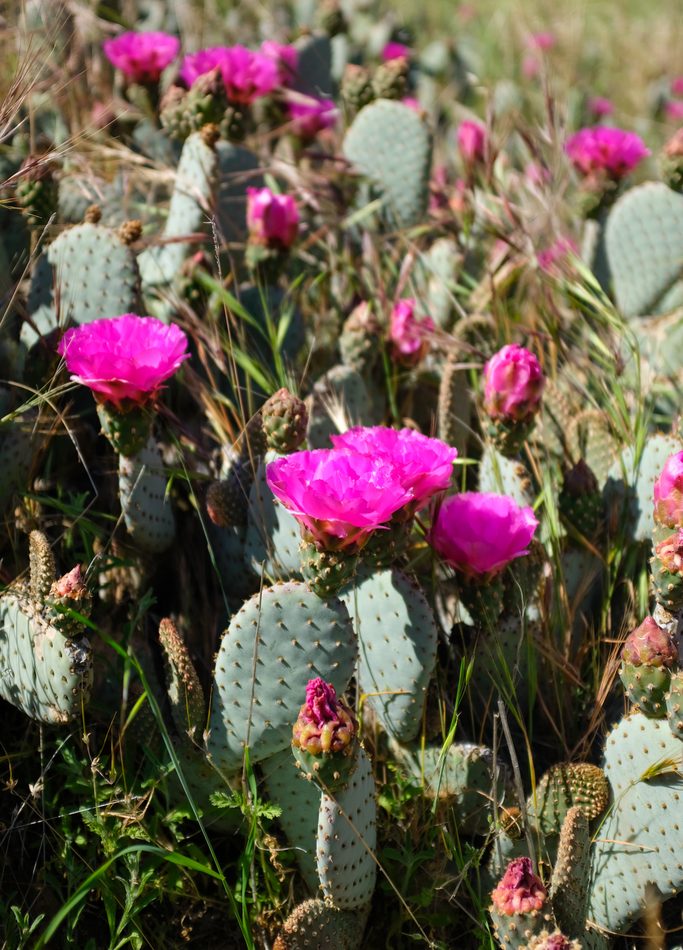 Beavertail Pricklypear reference