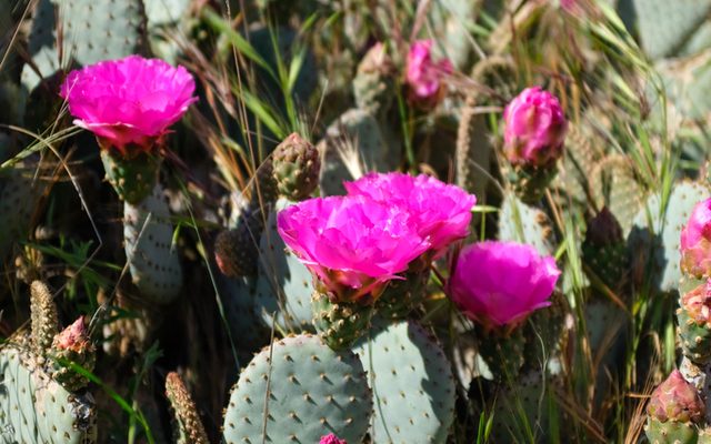 Beavertail Cactus reference