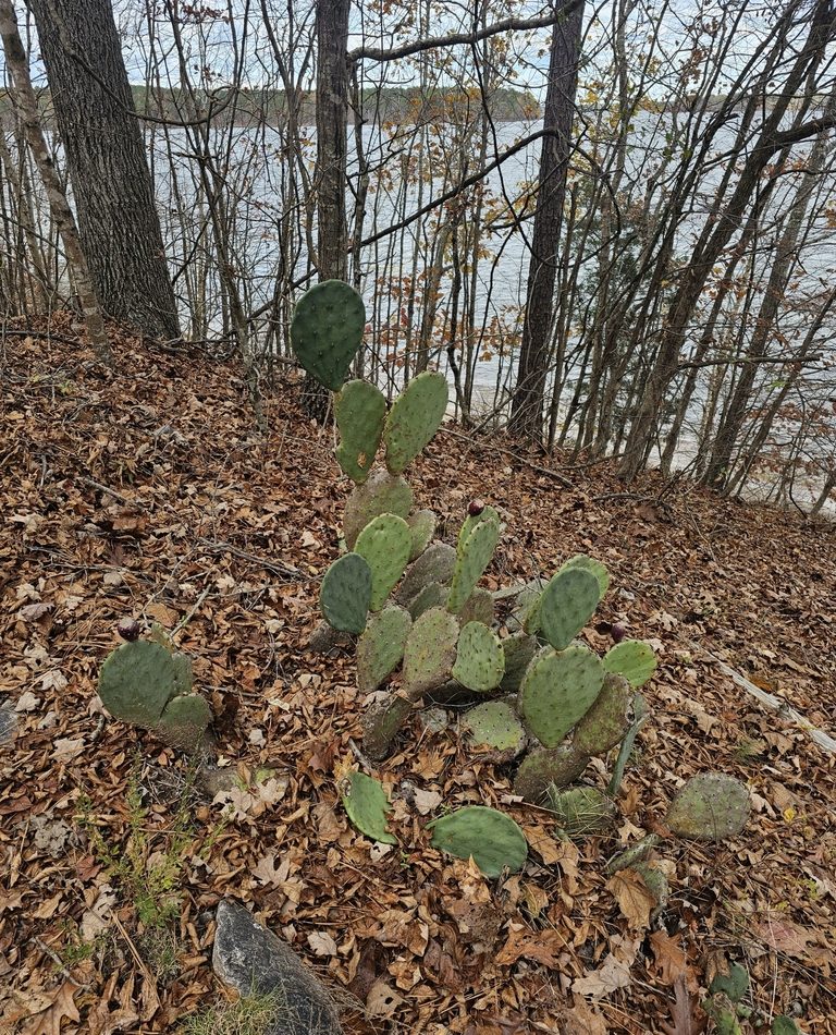Prickly Pear Cactus reference