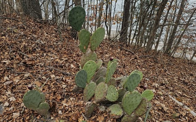 Texas Prickly Pear reference