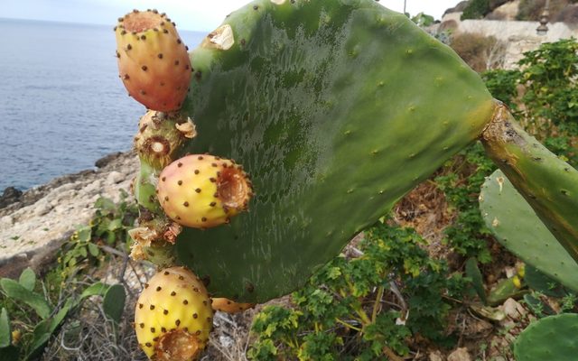 Prickly Pear Cactus reference