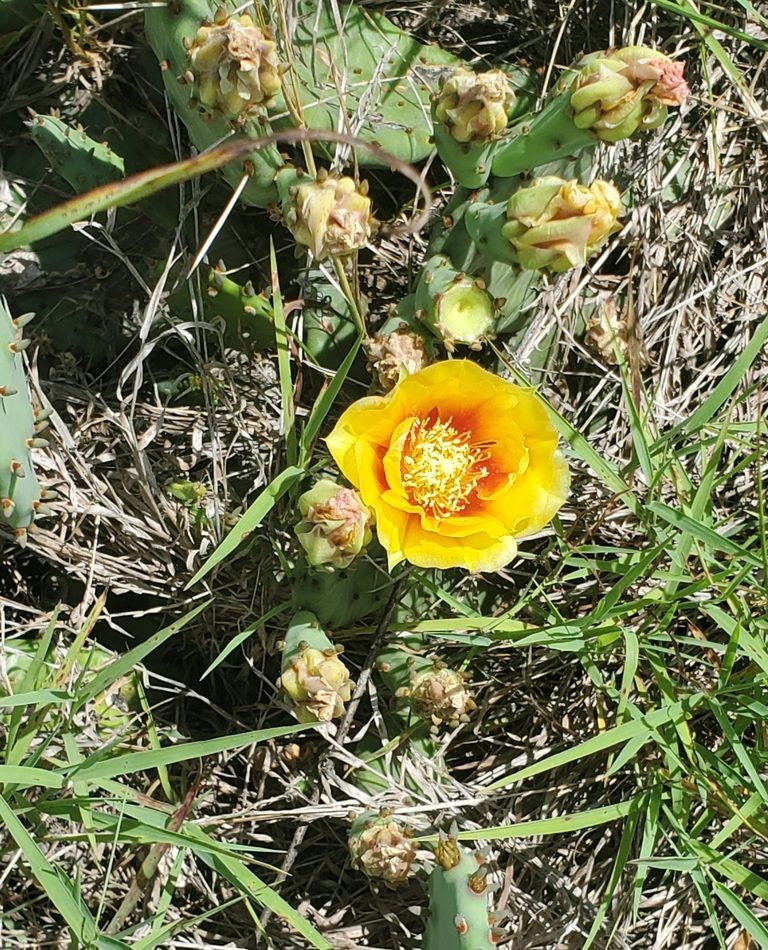 low pricklypear reference
