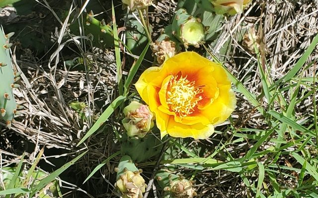Eastern Prickly Pear reference