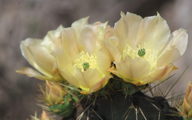 Tulip Prickly Pear reference