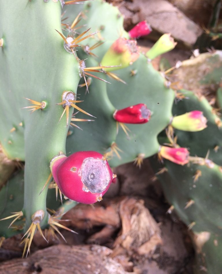 shell mound pricklypear reference