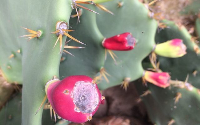 Erect Prickly Pear reference