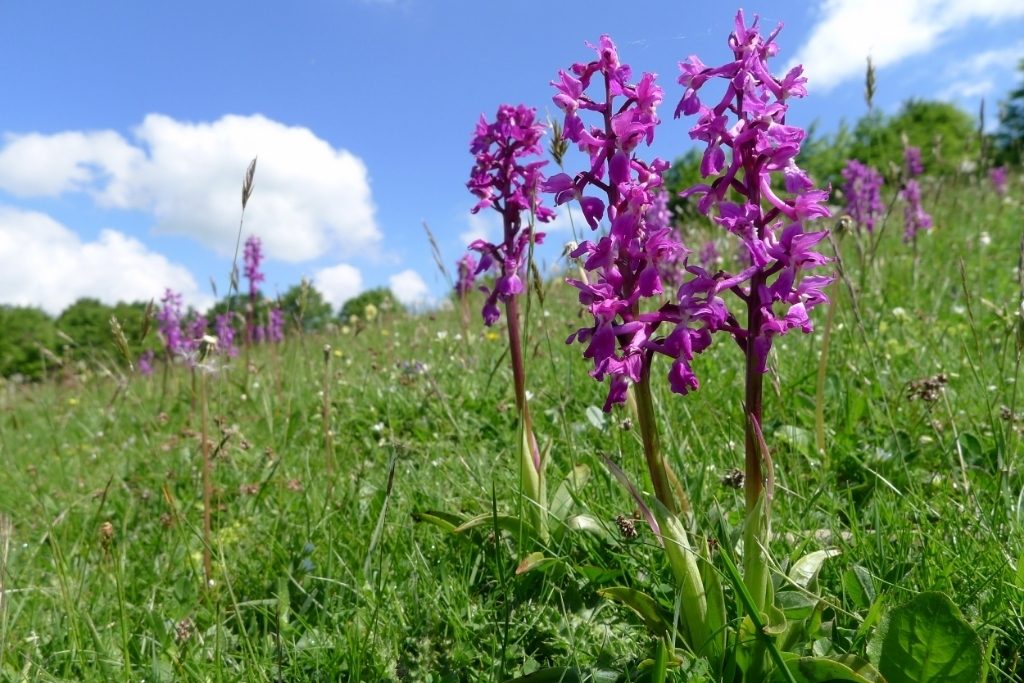 Early Purple Orchid reference