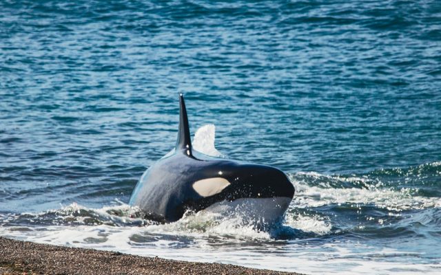 Orca reference