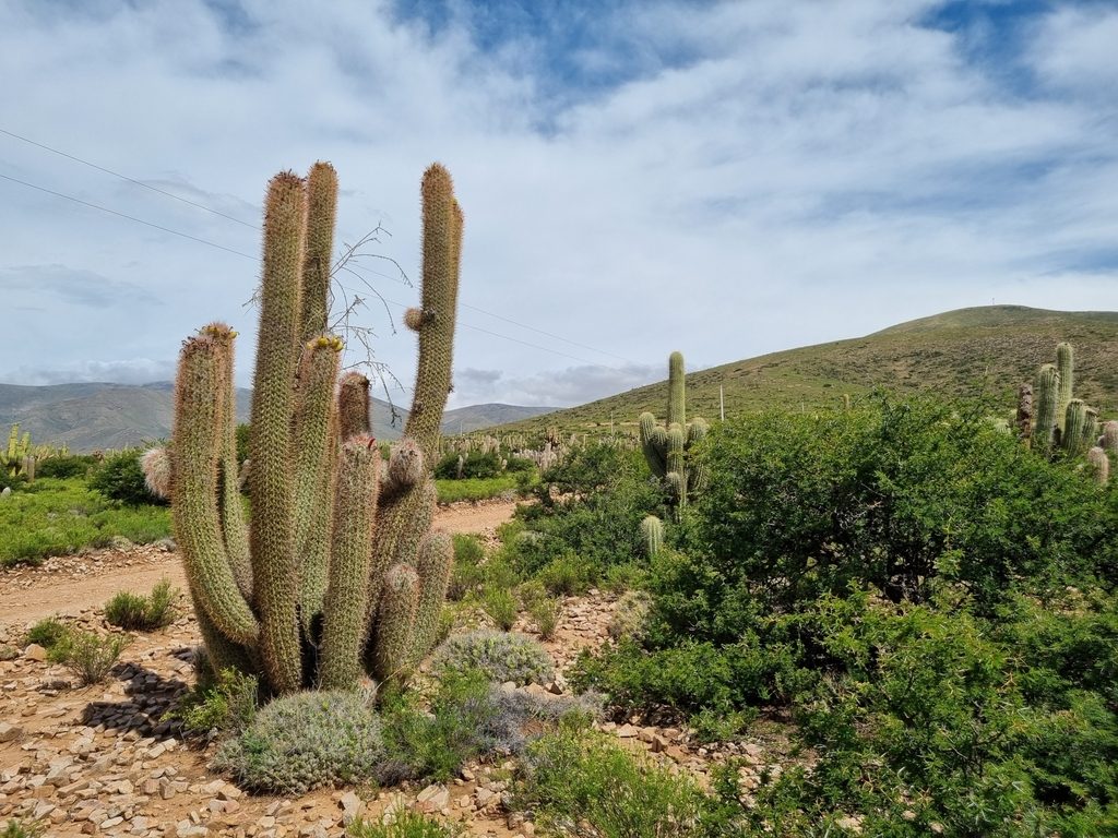 Old-man-of-the-Andes reference
