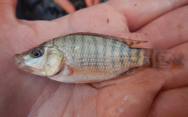 Blue Tilapia reference