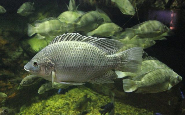 Mozambique Tilapia reference