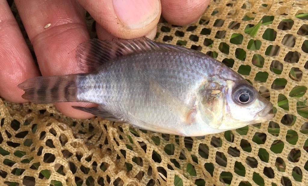 Nile Tilapia reference