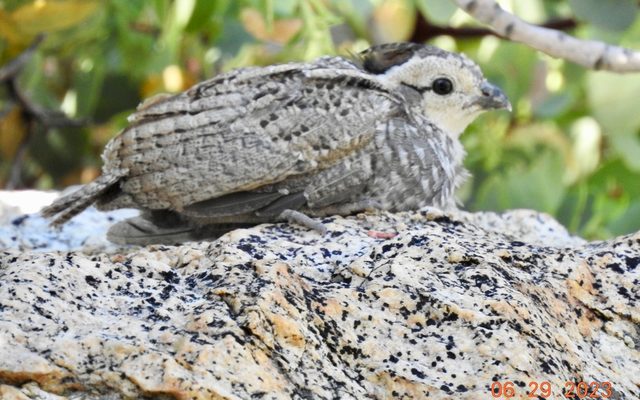 Mountain Quail reference