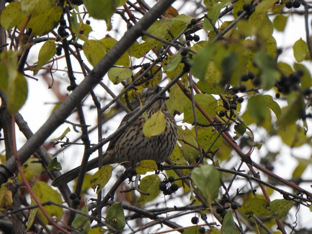 Sage Thrasher reference