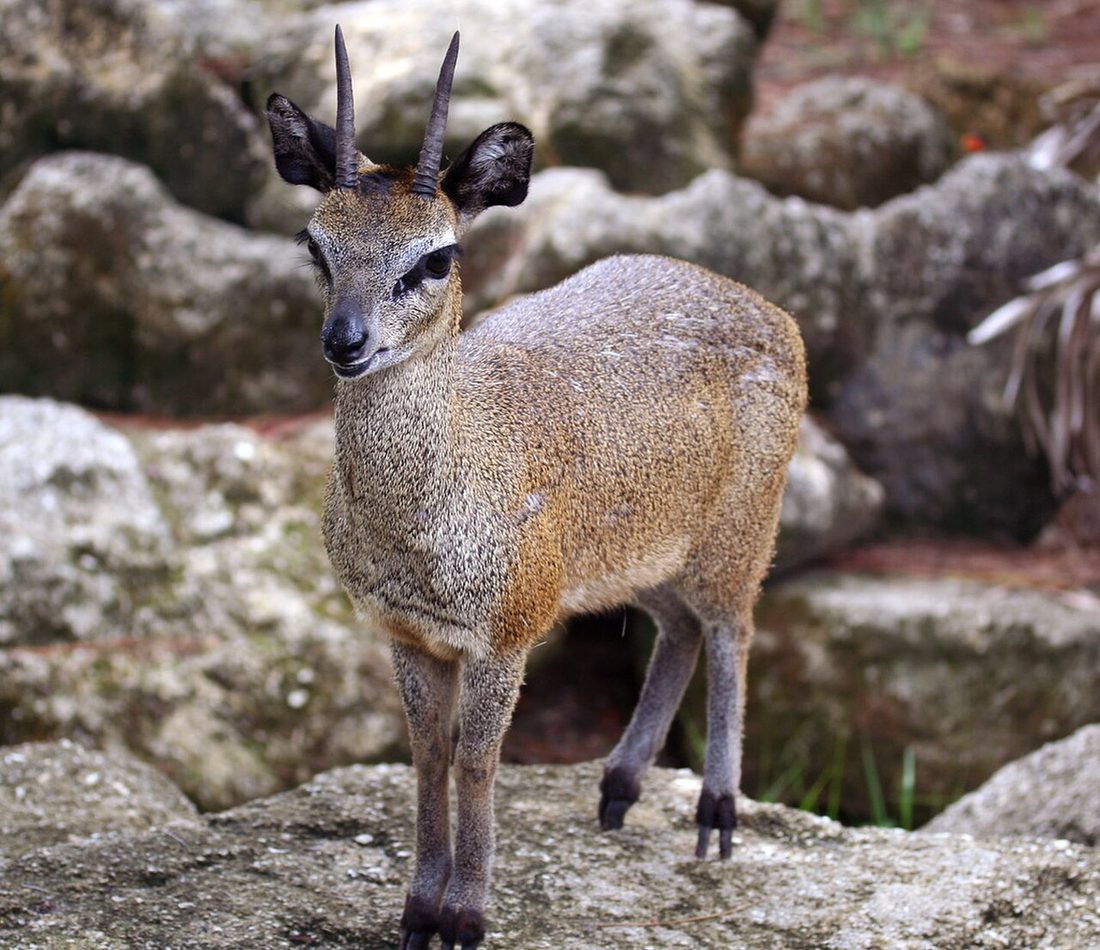 Klipspringer reference