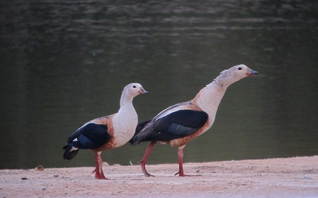 Orinoco Goose reference