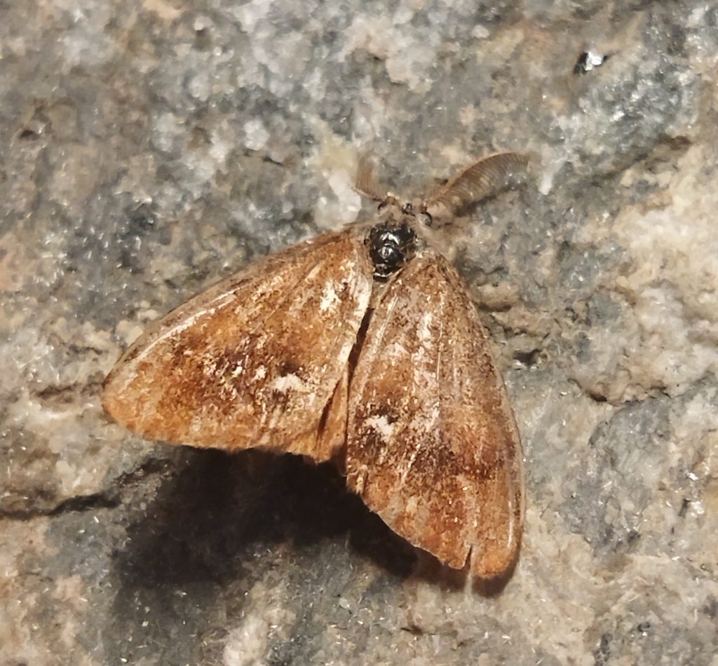 Rusty Tussock Moth reference