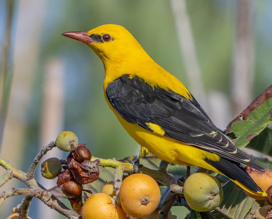 Eurasian Golden Oriole reference
