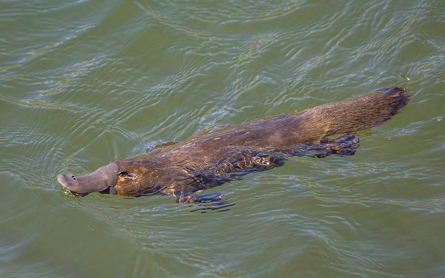 Platypus reference