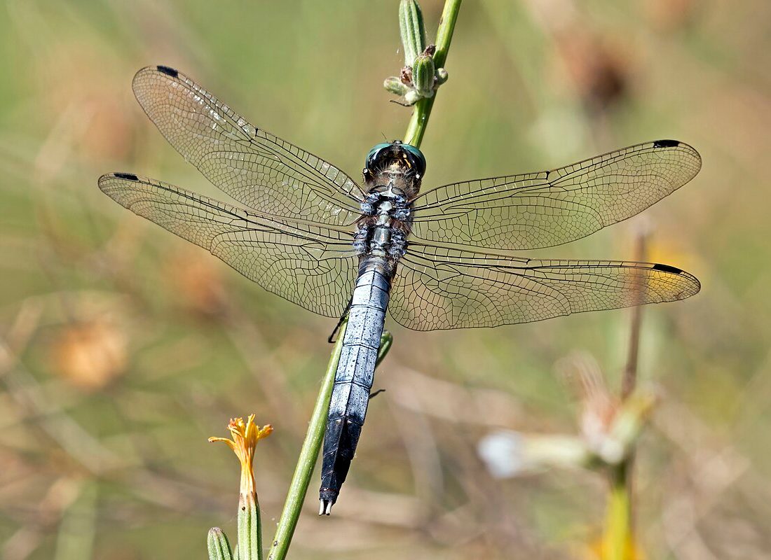 White-tailed Skimmer reference