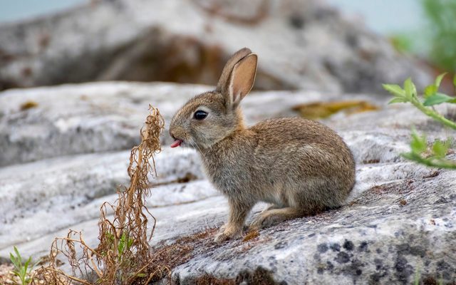 European Rabbit reference